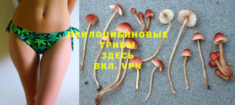 Галлюциногенные грибы GOLDEN TEACHER  купить   блэк спрут   Бахчисарай 